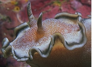 Photo: G. T .Smith:See record in Sea Slug Forum
